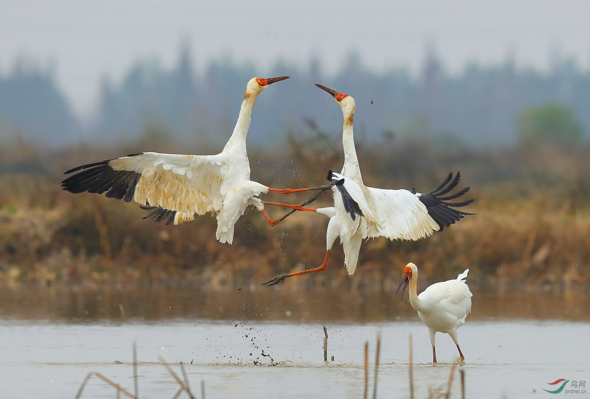 ����20202951.B12I0833         ���� ���� ���ٻ� 13970800080 .JPG