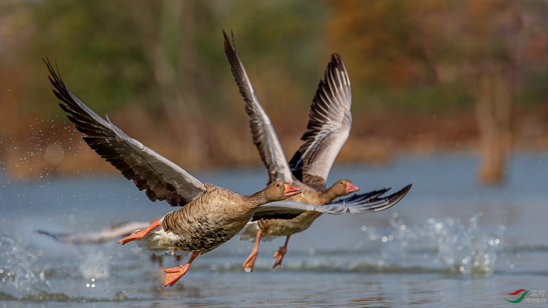 ��������20201777.����˫�� (5).jpg