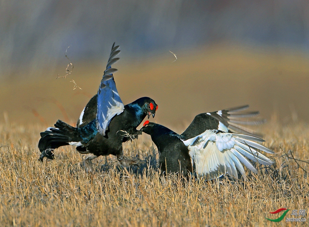 ��ӥһ��20201505.�� (2).jpg