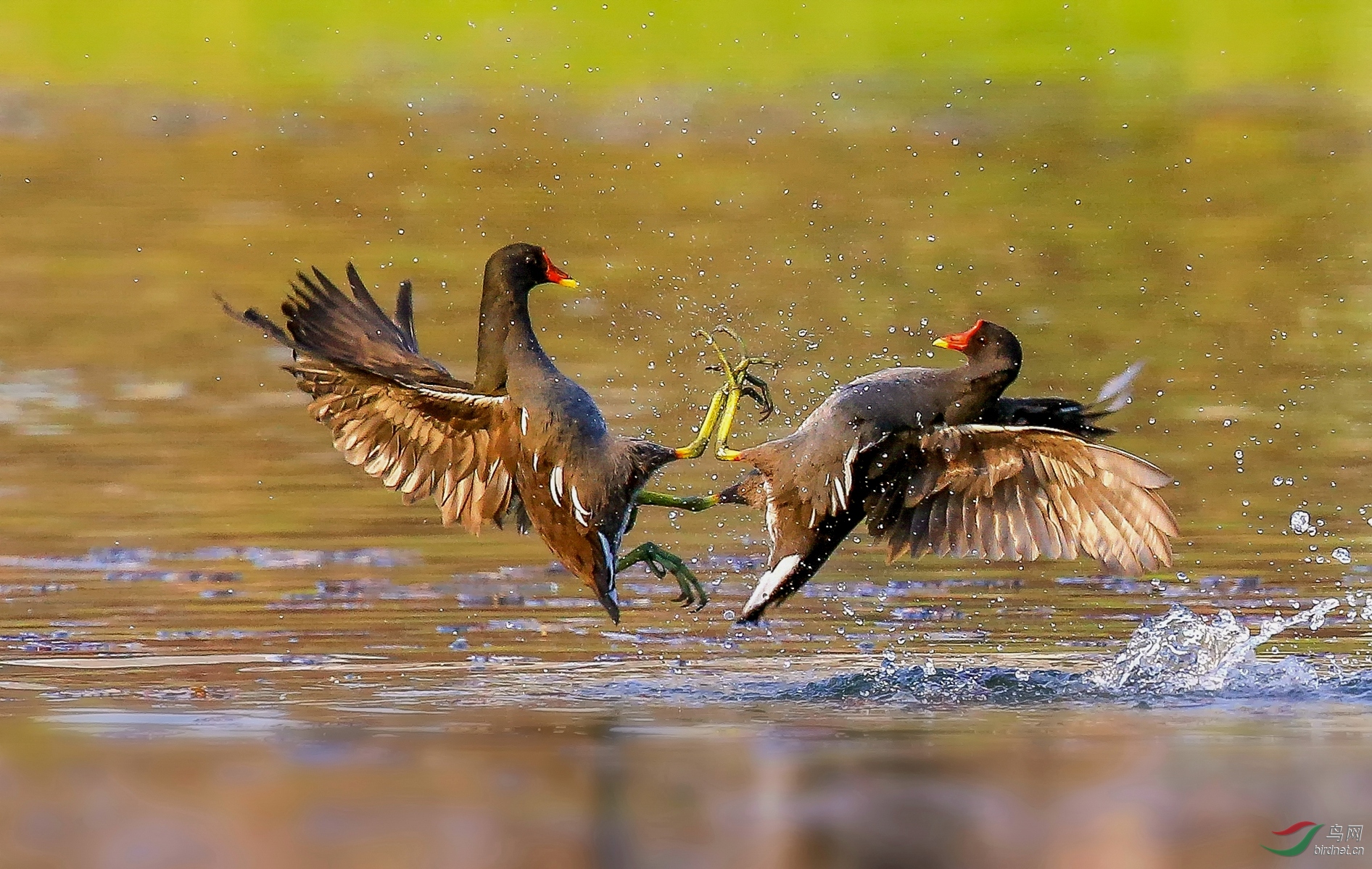 ��Х20202701.��Ŀ��ˮ������  ��������Х  �绰��13833287556  ΢�ţ�.jpg