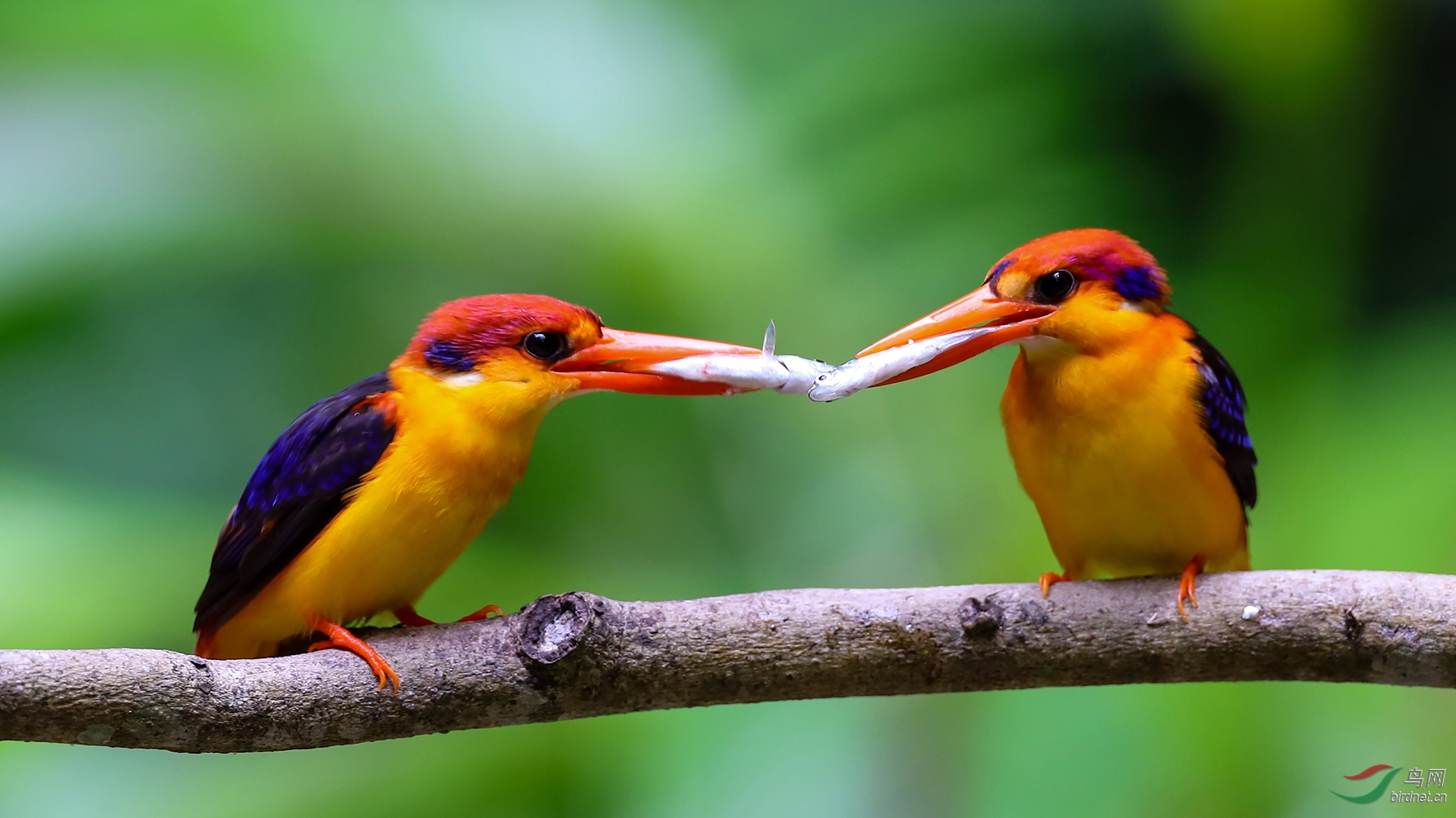 R36-20200752.��ֺ���� (3).jpg