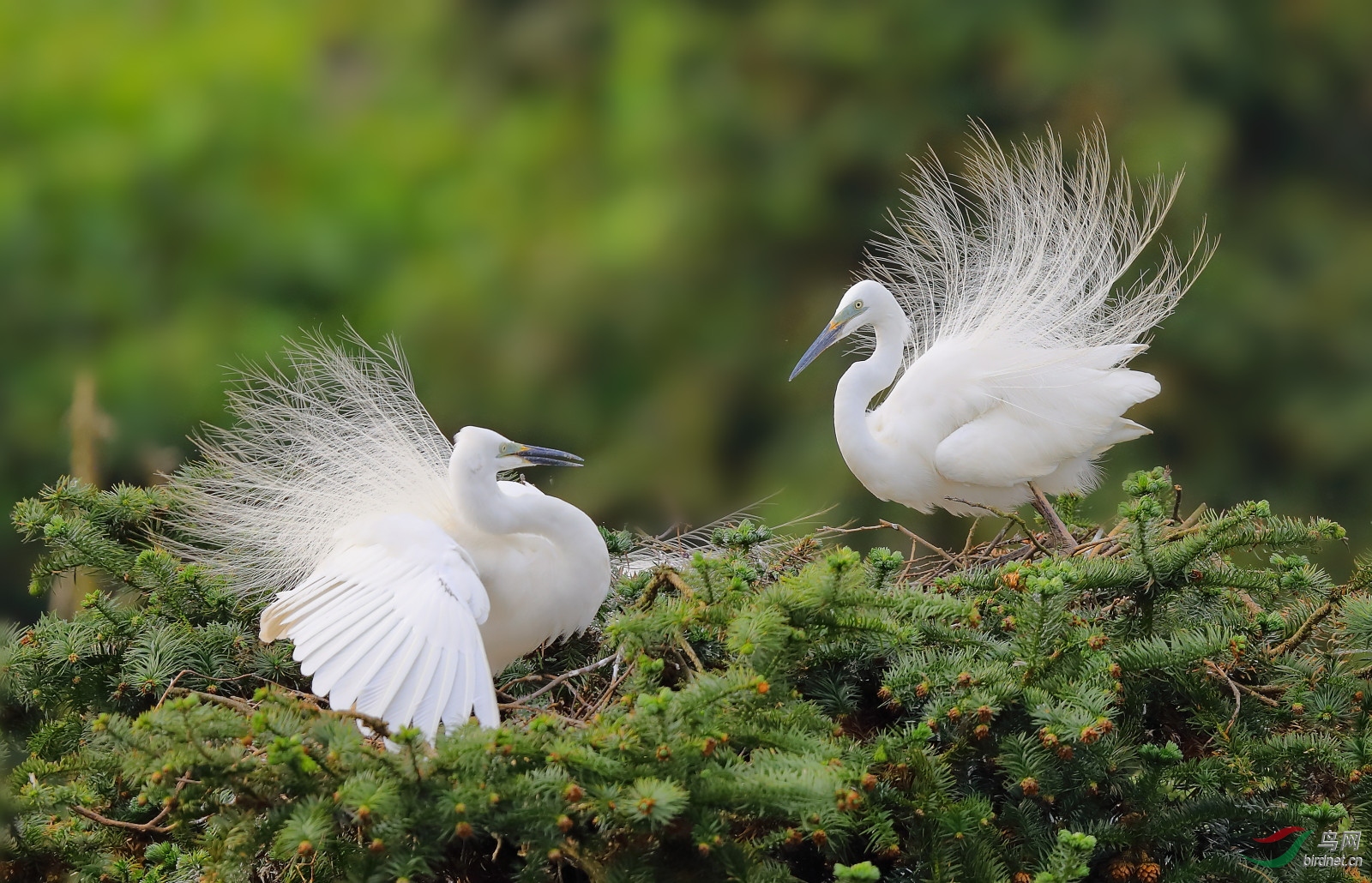 ����20202946.B12I1575          ���� ���� ���ٻ� 13970800080.JPG