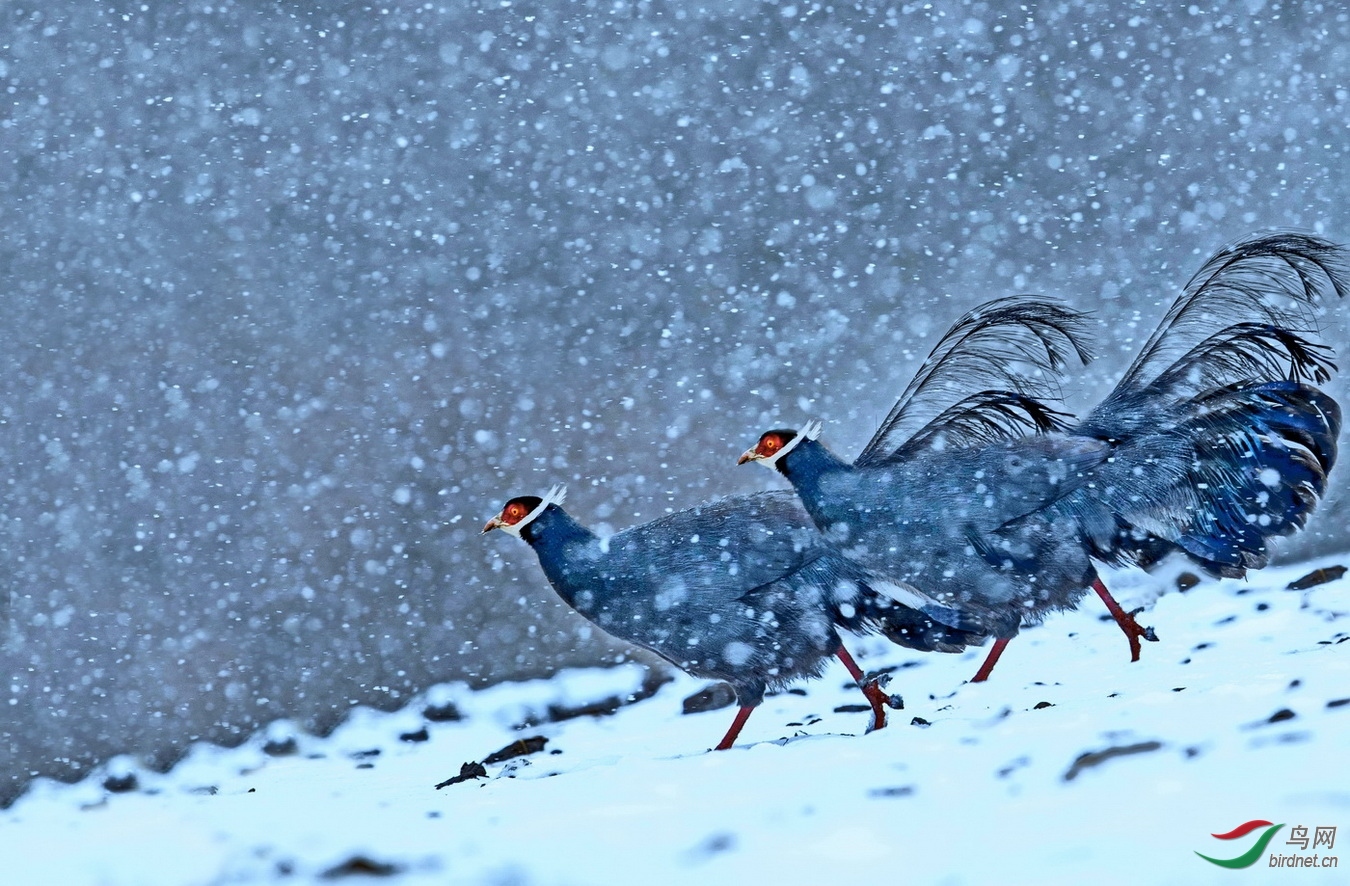 ��Ӱ��20201177.��ѩ�׷ɸ�·æ (2).jpg