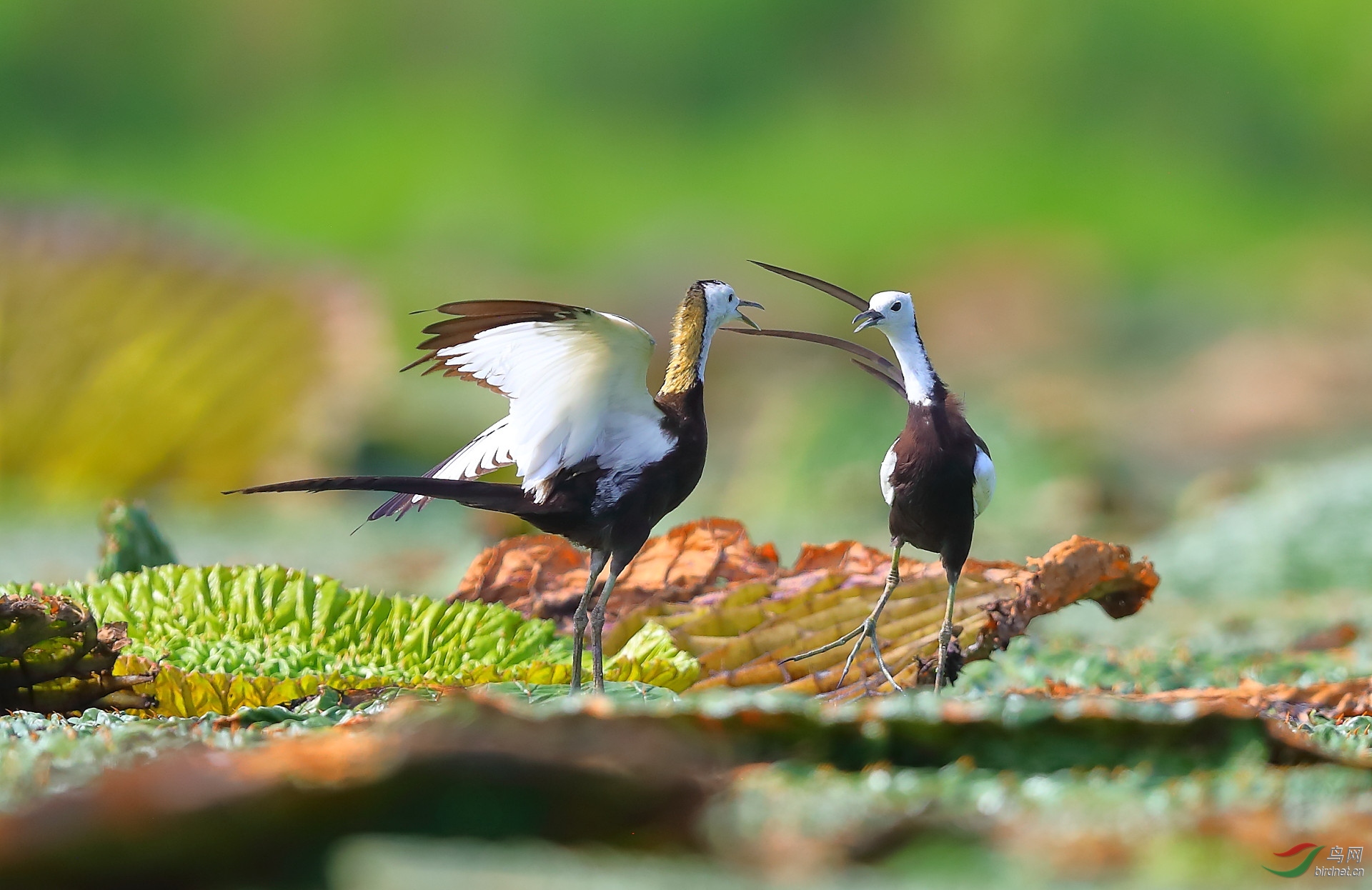 ����20202947.B12I8659         ���� ���� ���ٻ� 13970800080.JPG