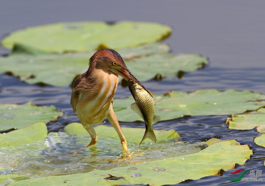 ��ӥһ��-20202843.�ư�έ�Z (2).jpg