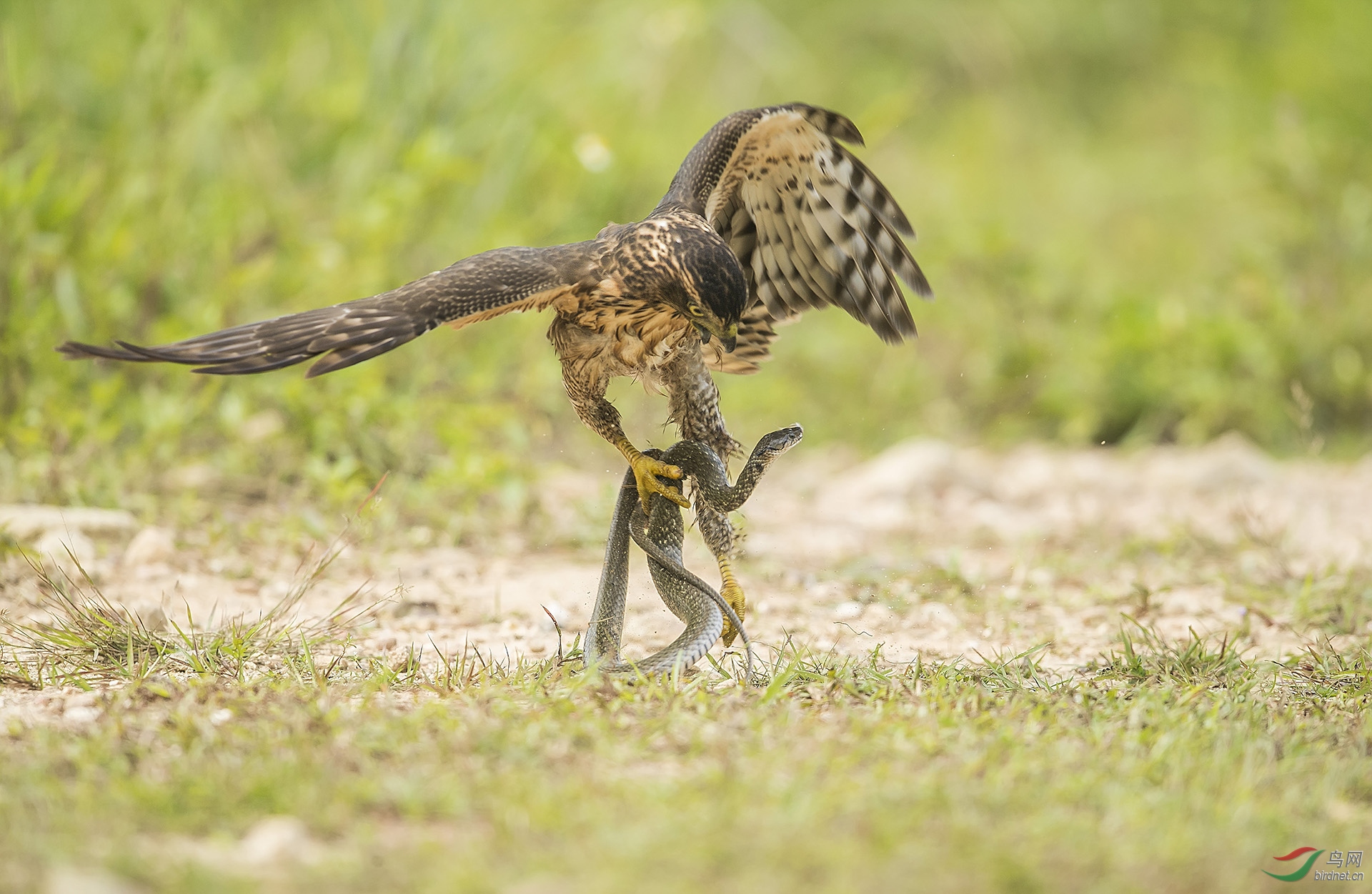 һ����20200969.��ͷӥ�����ݹ��Ҷ���������  2019��8��25��  ���ڹ㶫ʡ������,    ����    ����һ����(����)     �绰13708133356,  �Ĵ�ʡ��ɽ����ͨ�����ž�·122�� -  (3).jpg