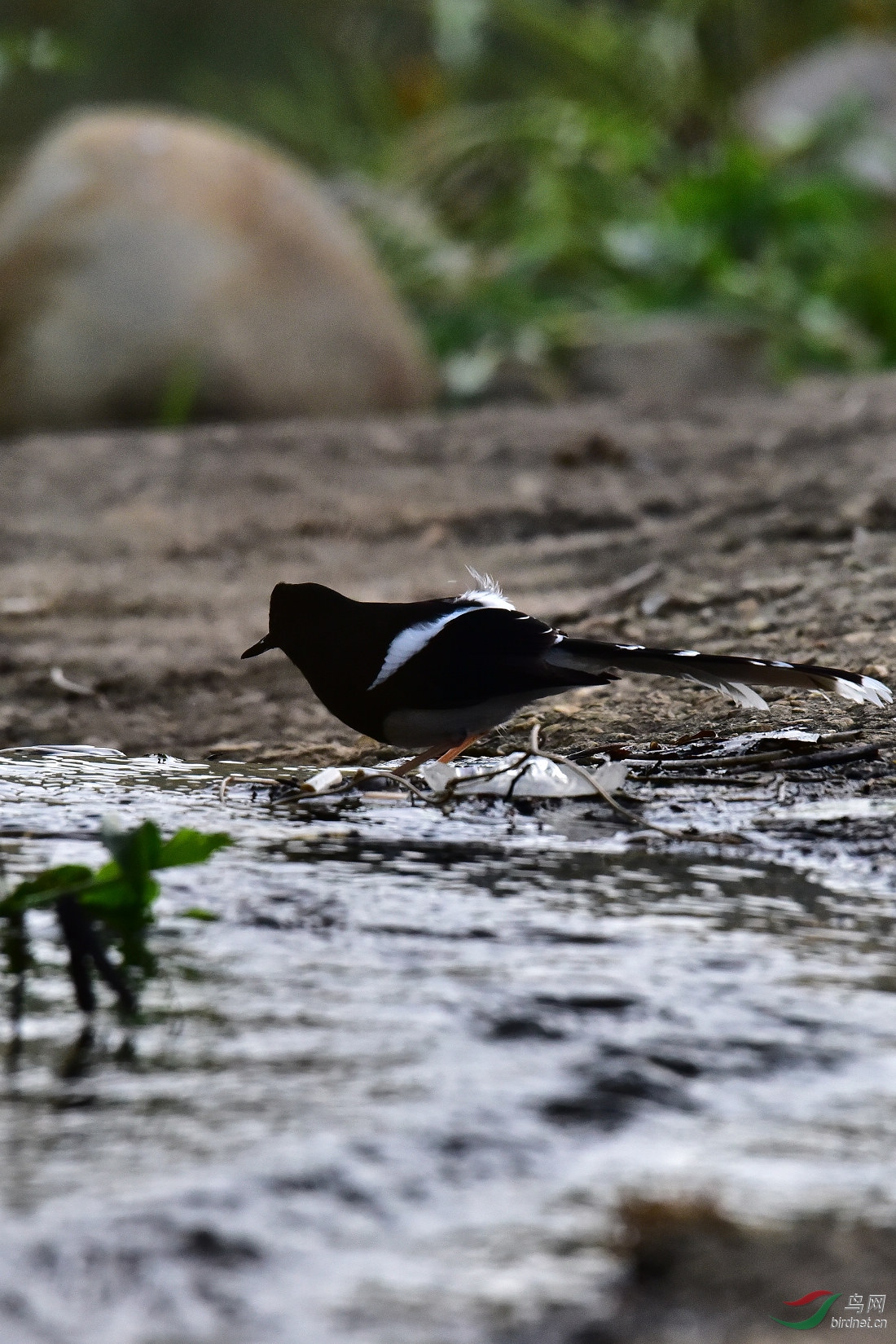 DSC_0924.JPG