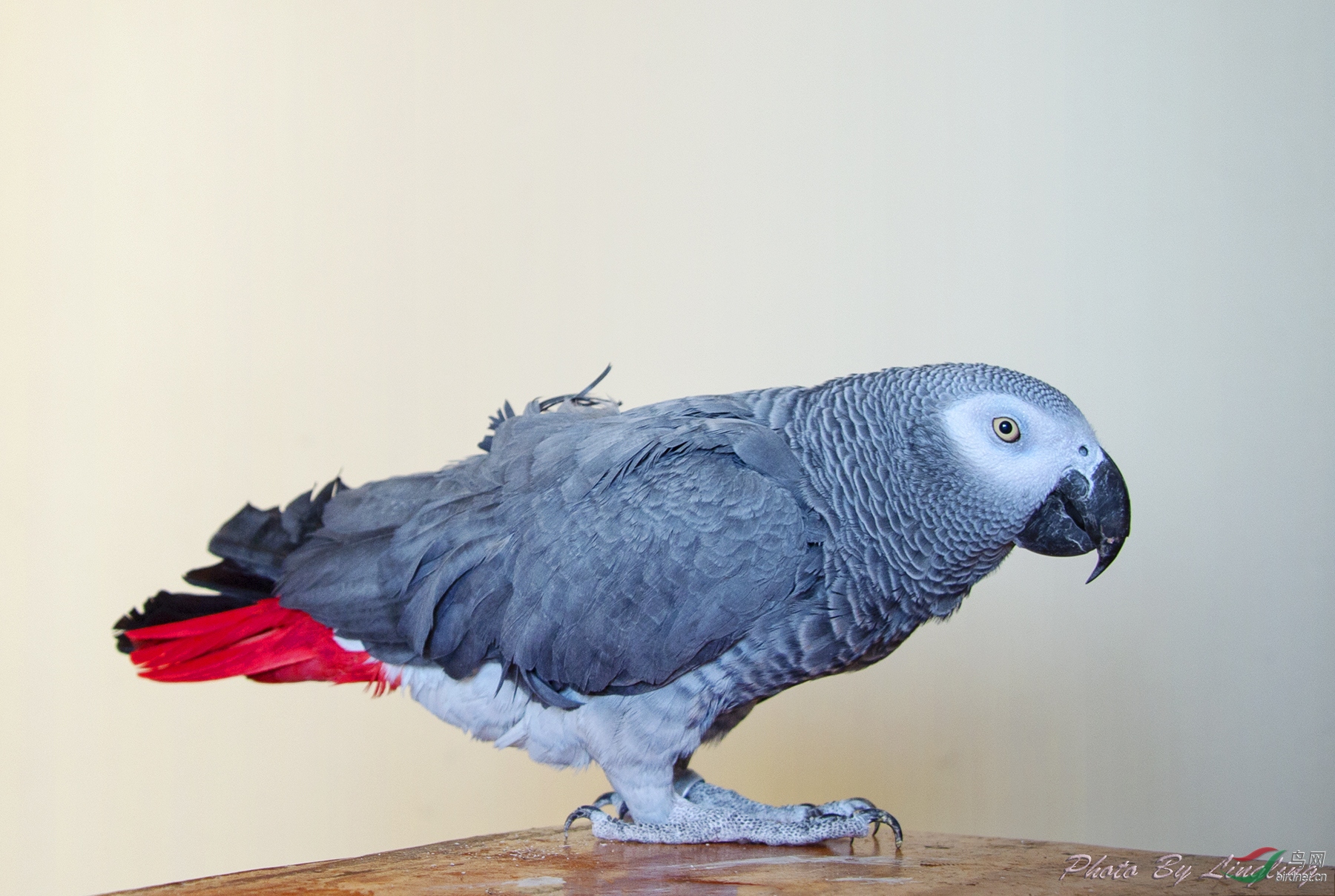DSC_2394.jpg