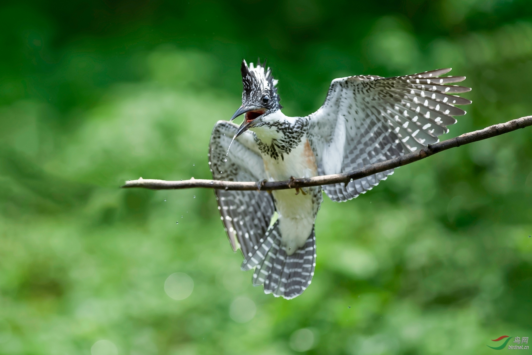 DSC_4933-1.jpg