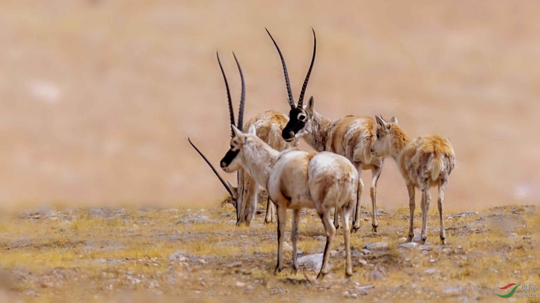 高原一家子——国宝藏羚羊(祝贺佳作荣获首页动物精华)