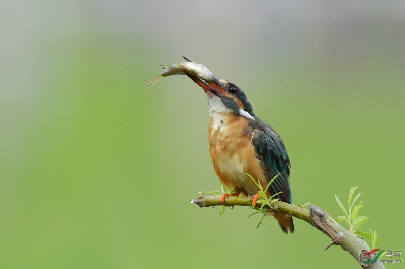 DSC_7649.JPG