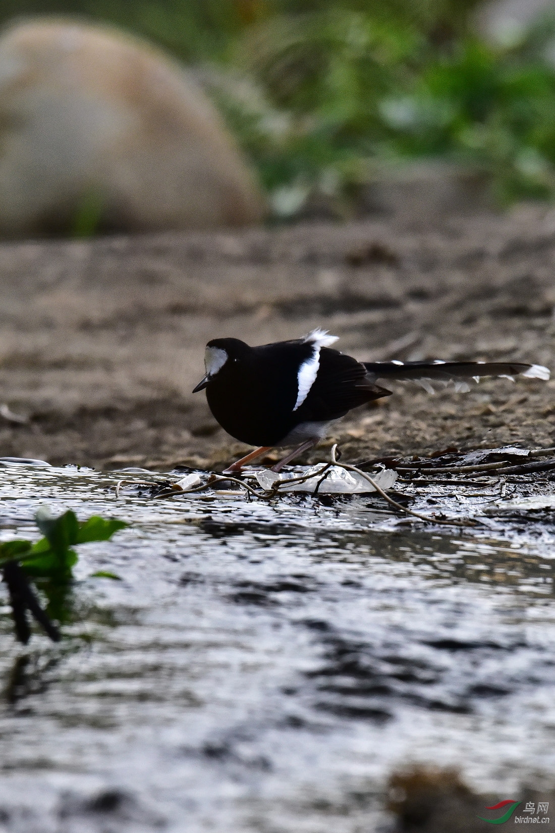 DSC_0928.JPG