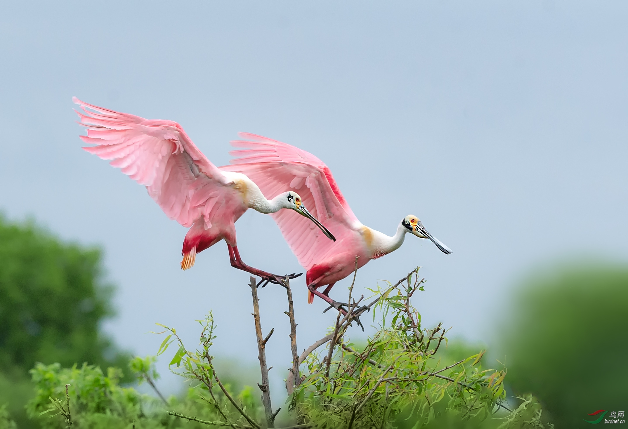 [水鸟] 粉红琵鹭---祝贺荣获每日一图