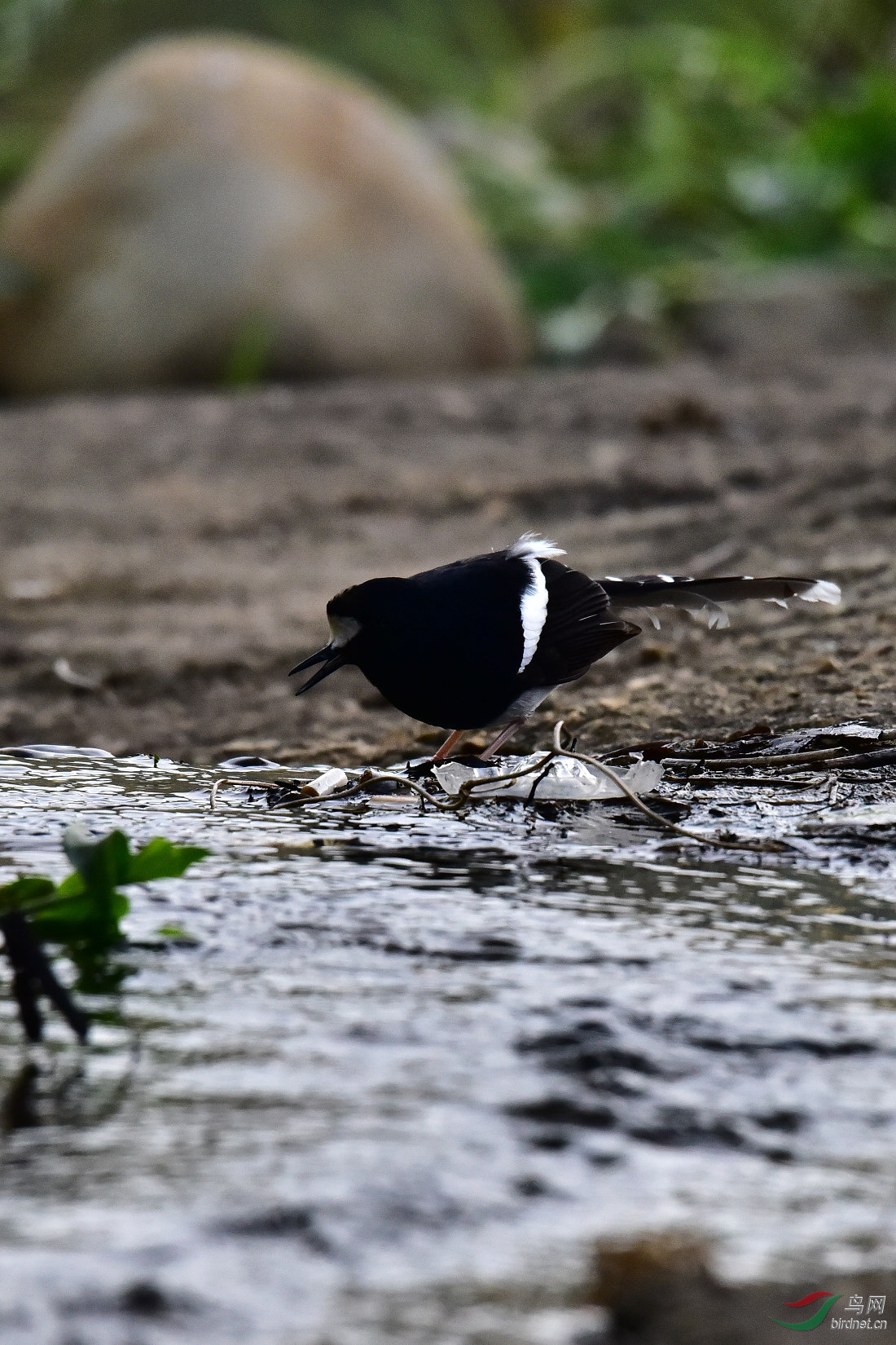 DSC_0929.JPG
