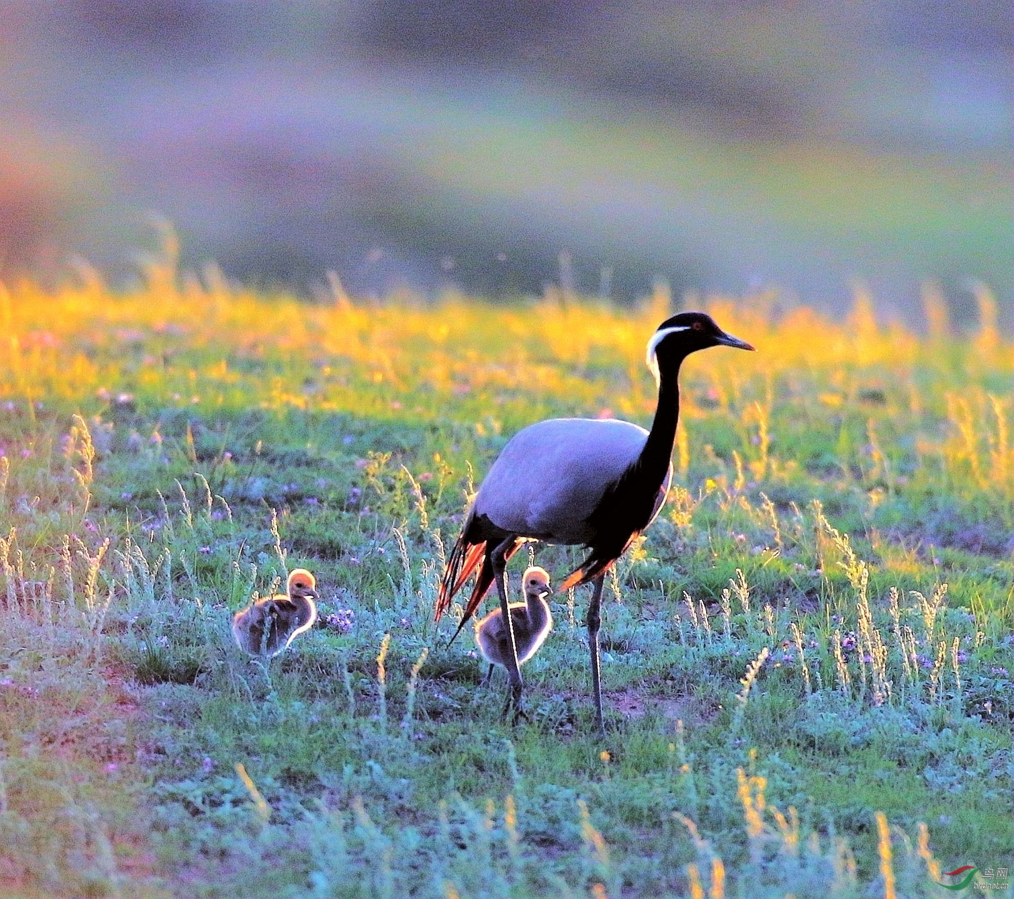 AK2Y0931_2000 (2).jpg