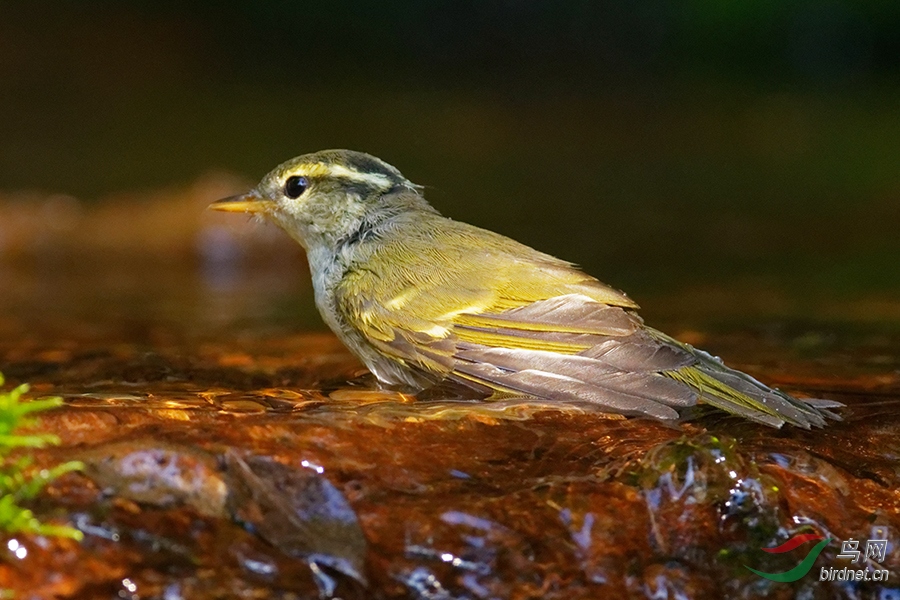 DSC_7595b.jpg