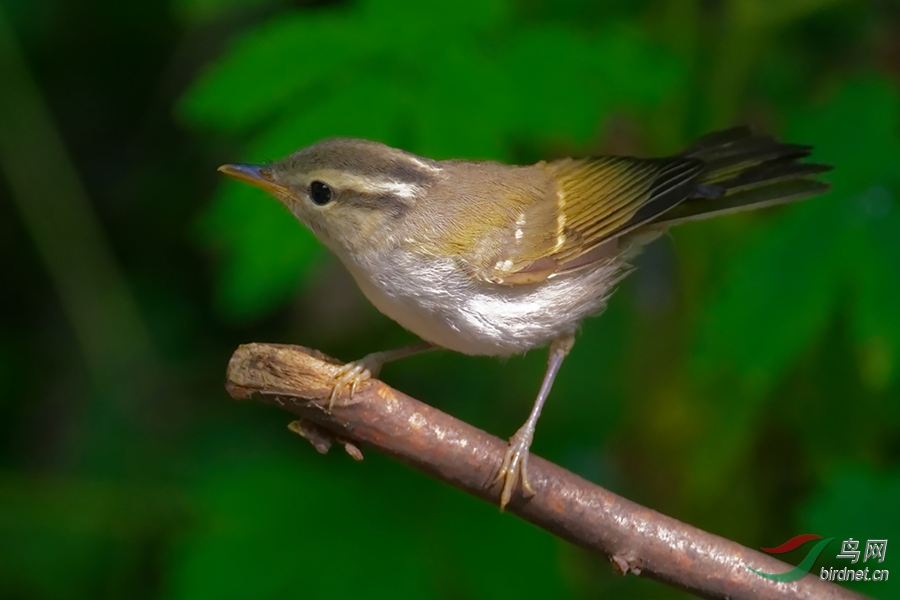 DSC_7866b.jpg