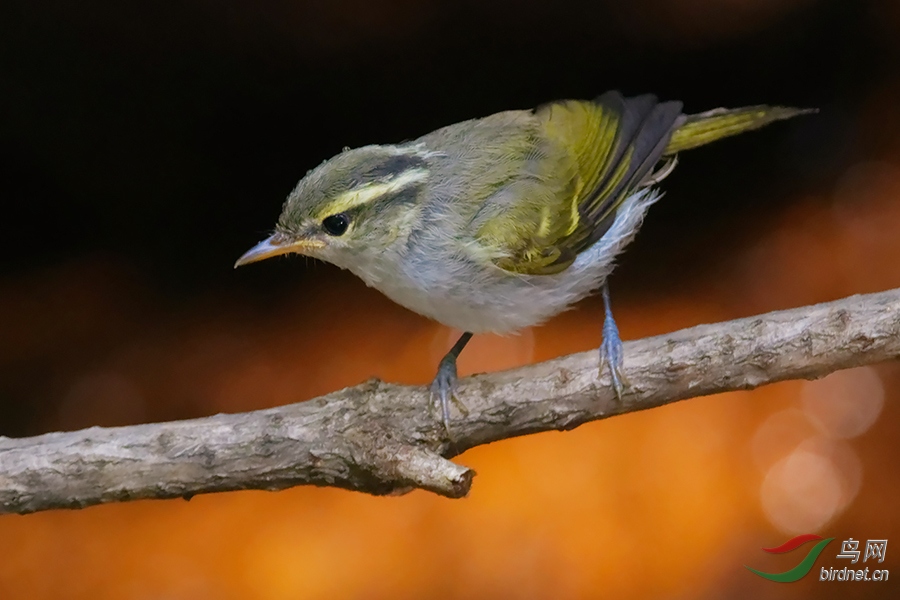 DSC_7599b.jpg