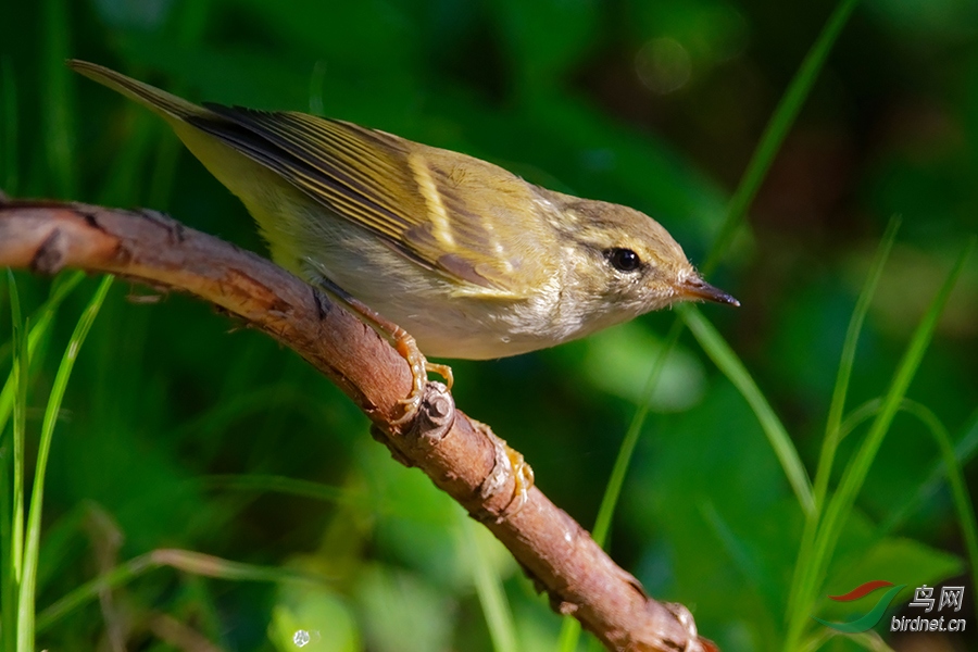 DSC_7917b.jpg