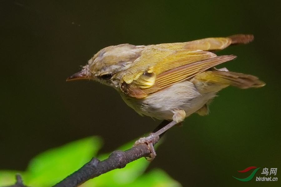 DSC_9744b.jpg