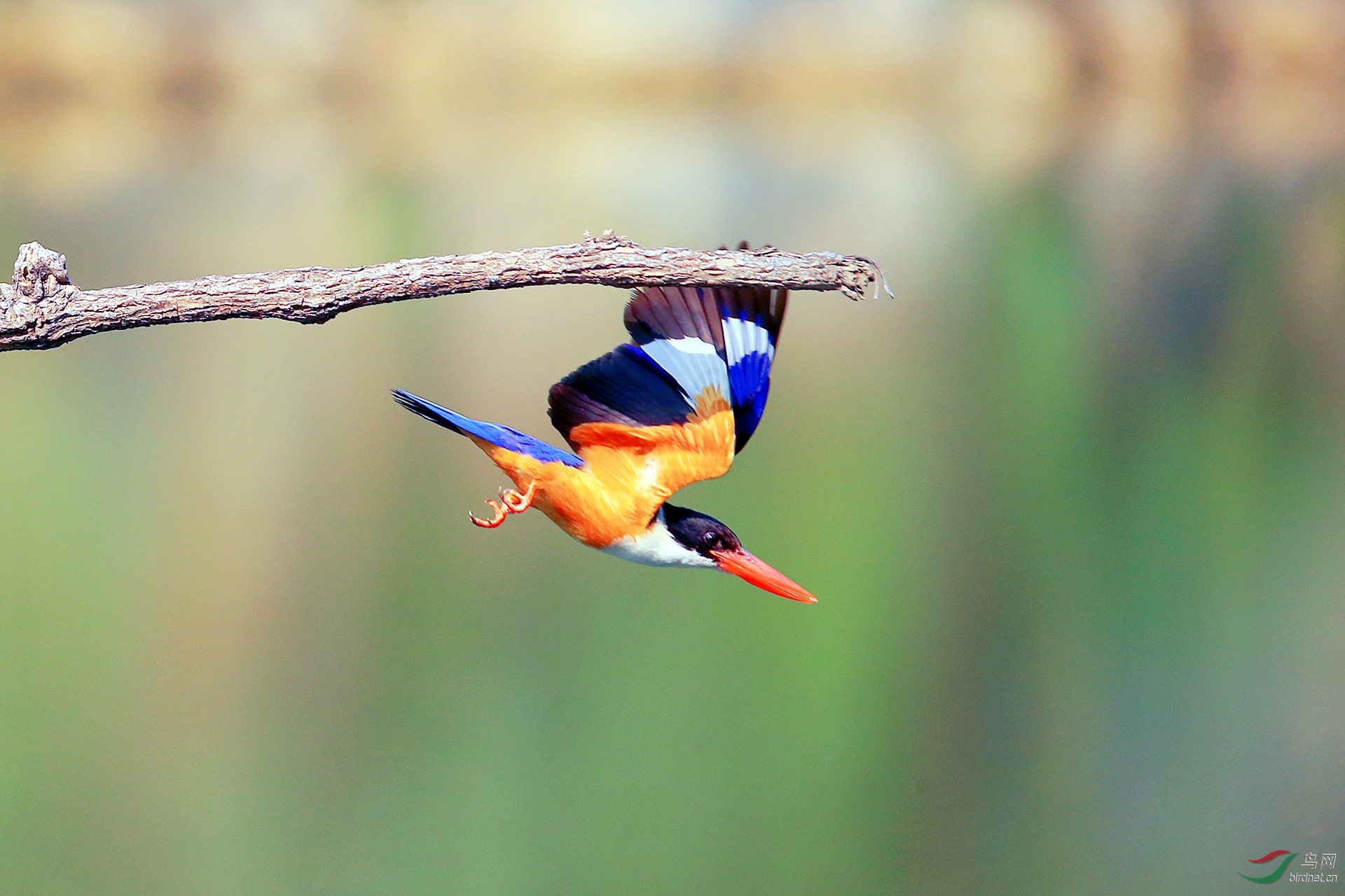 枣林就两只兰翠了