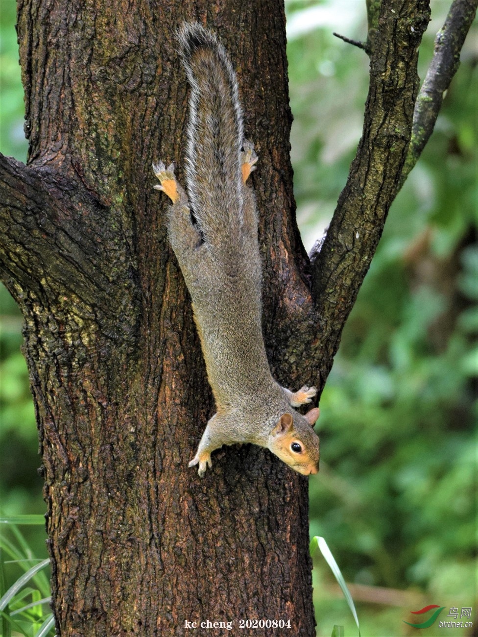 树上一只小松鼠