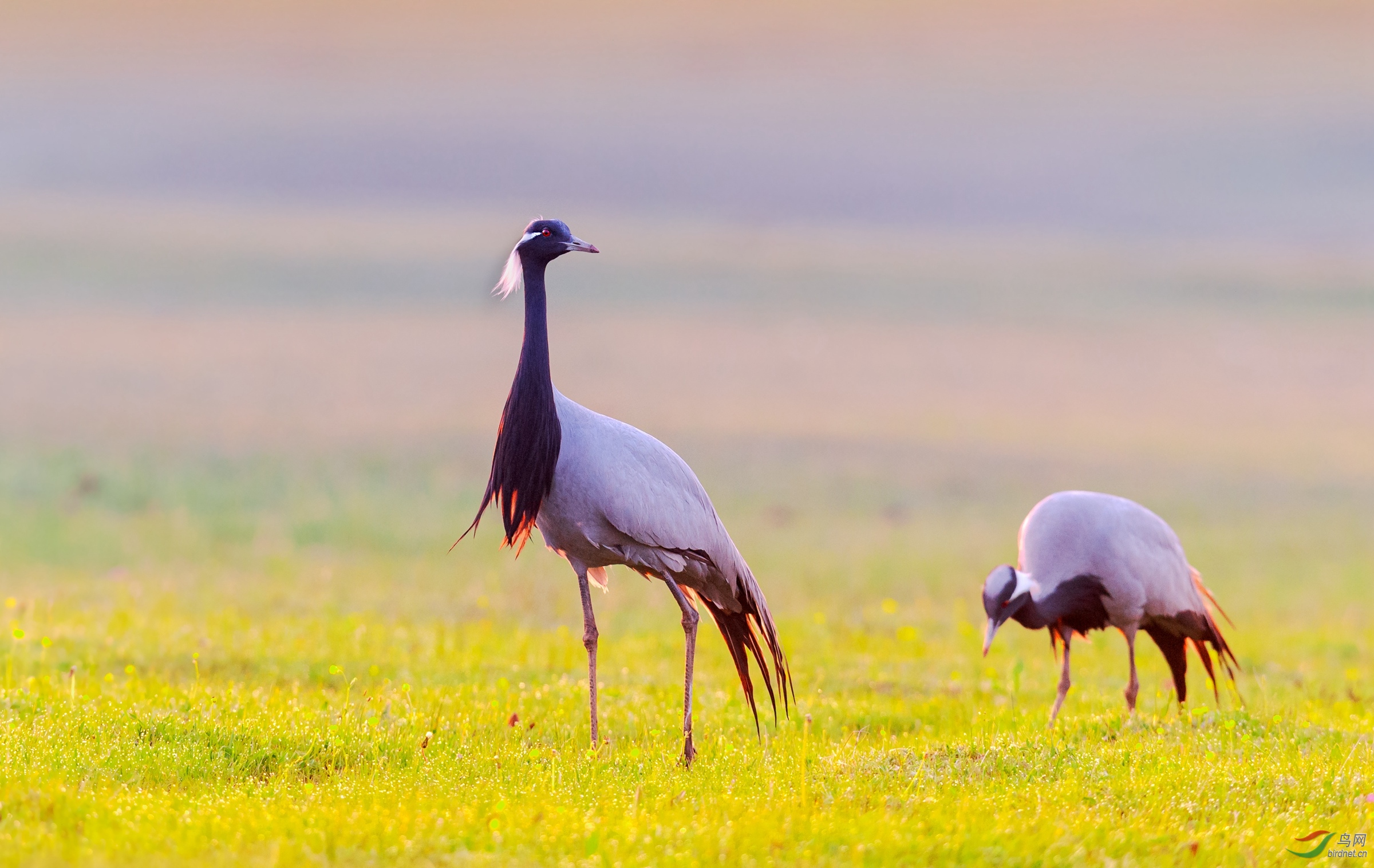 草原晨曦——蓑羽鹤【恭贺老师佳作荣获鸟类精华】