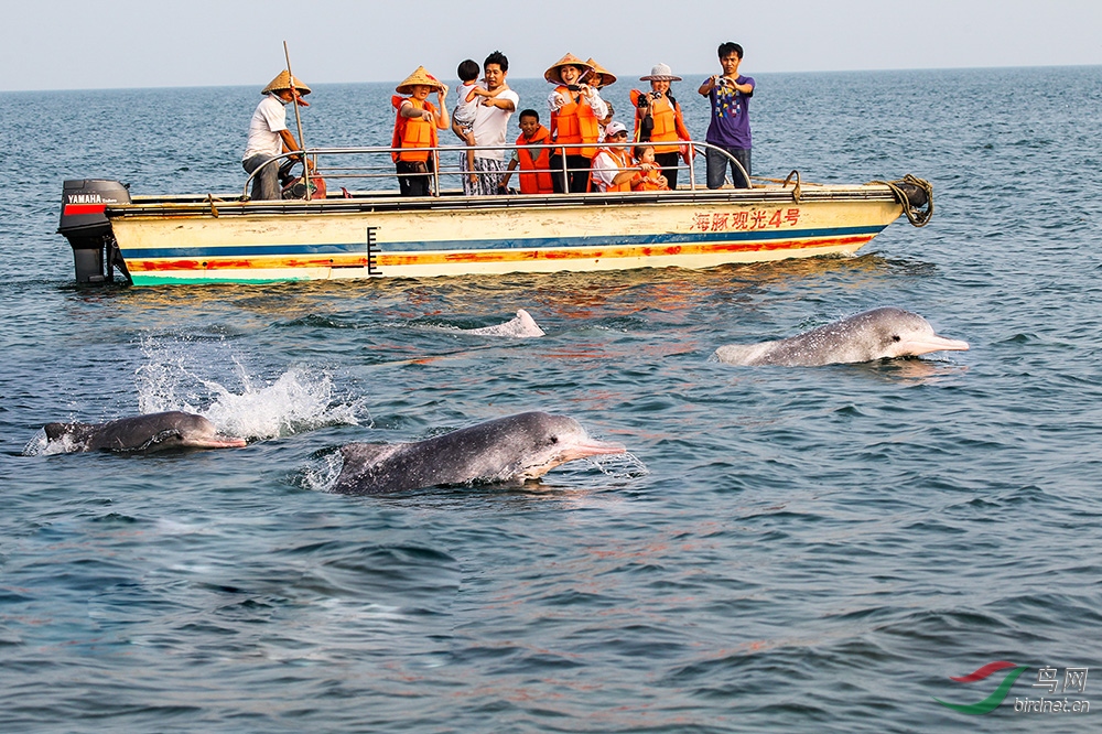 人豚共欢摄影于广西钦州三娘湾