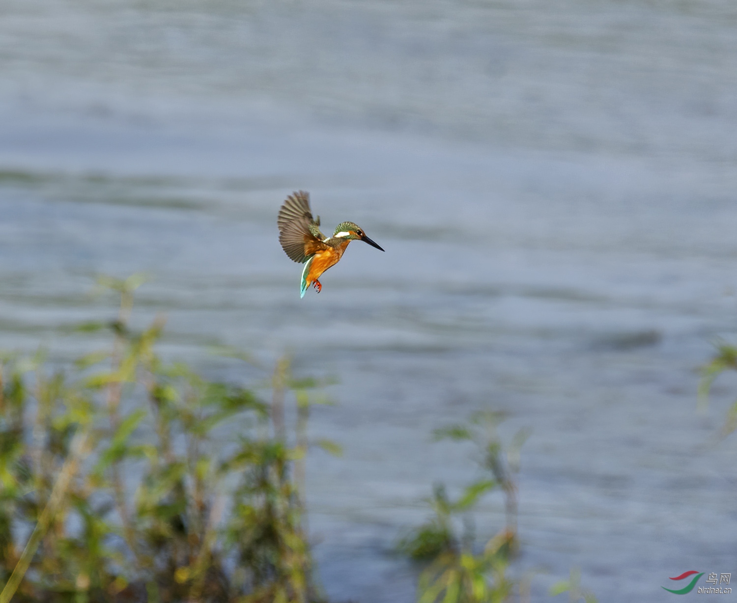 DSC_2313.jpg