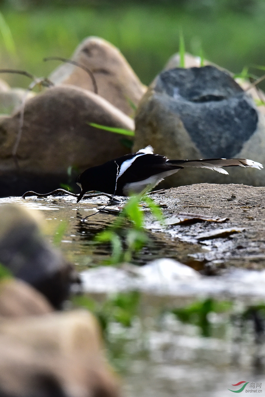 DSC_0948.JPG