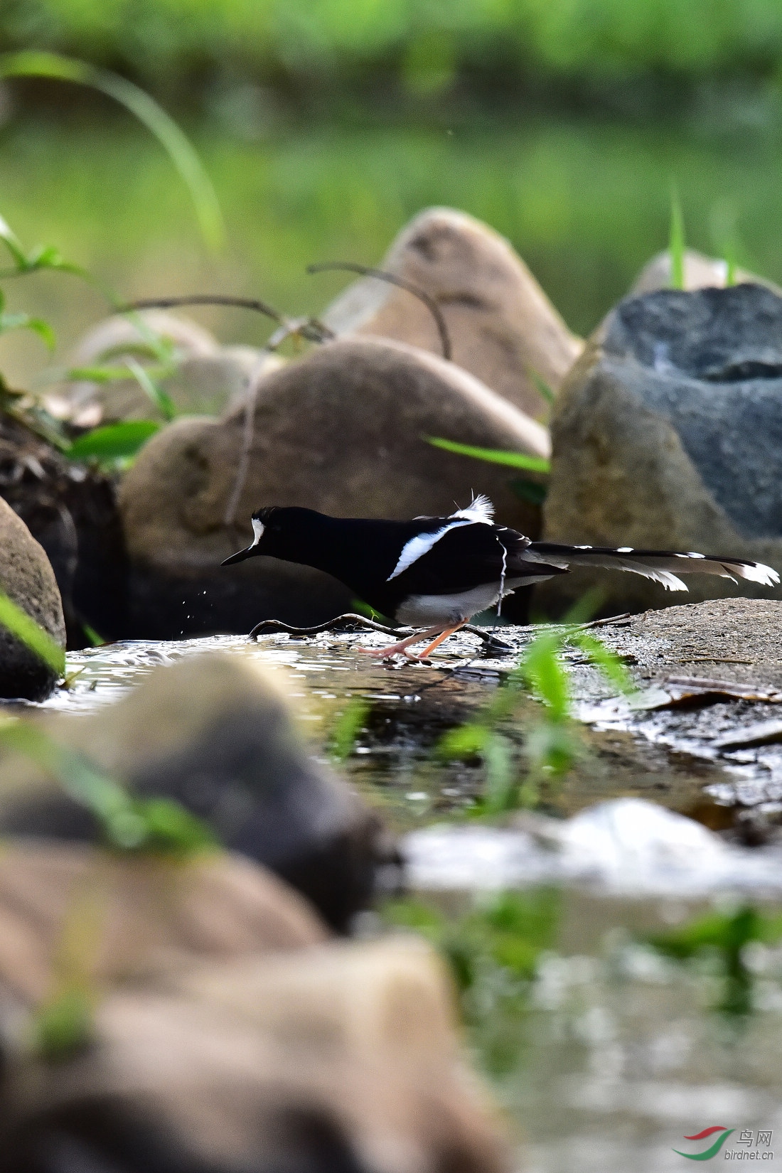 DSC_0949.JPG