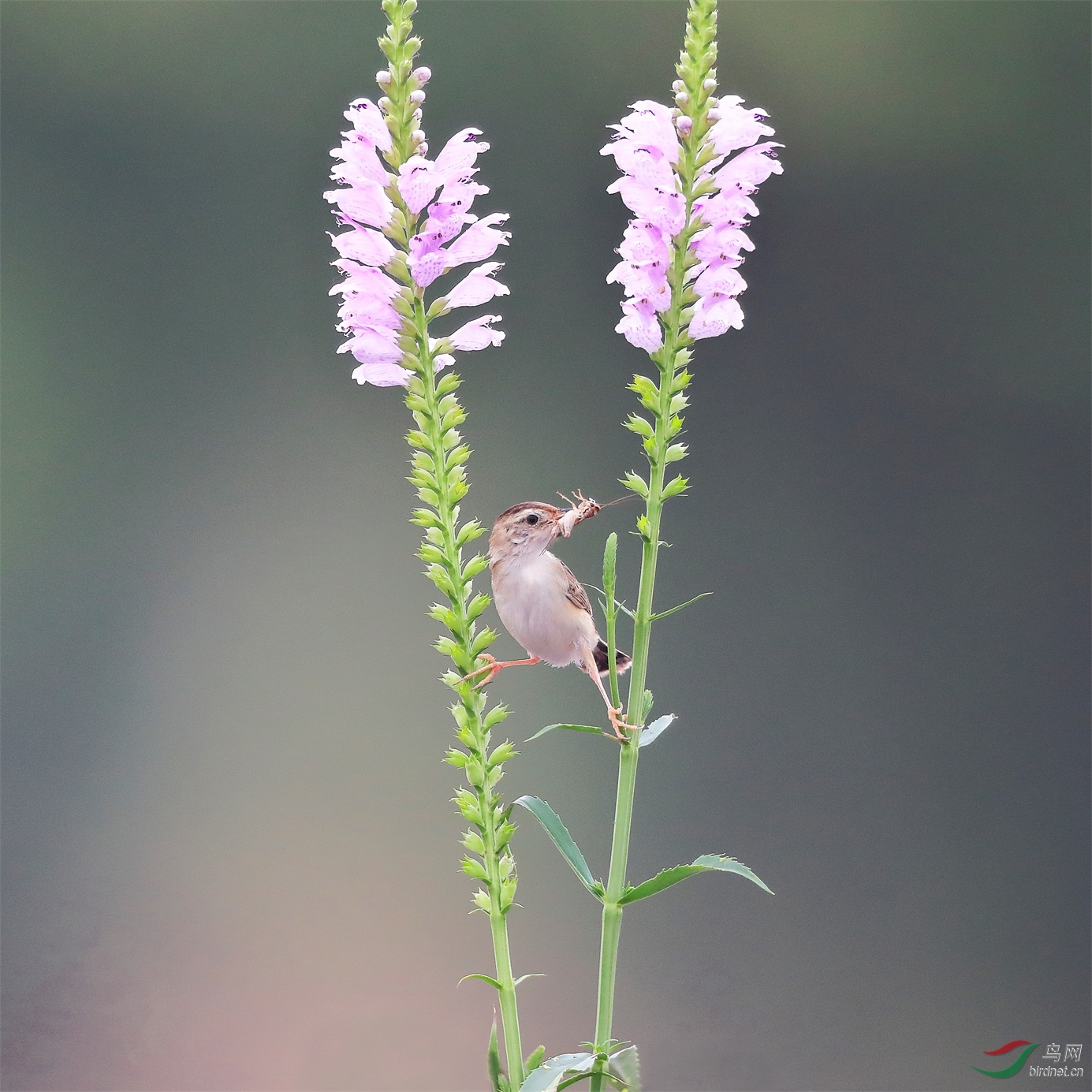 123 - ���� (2).JPG