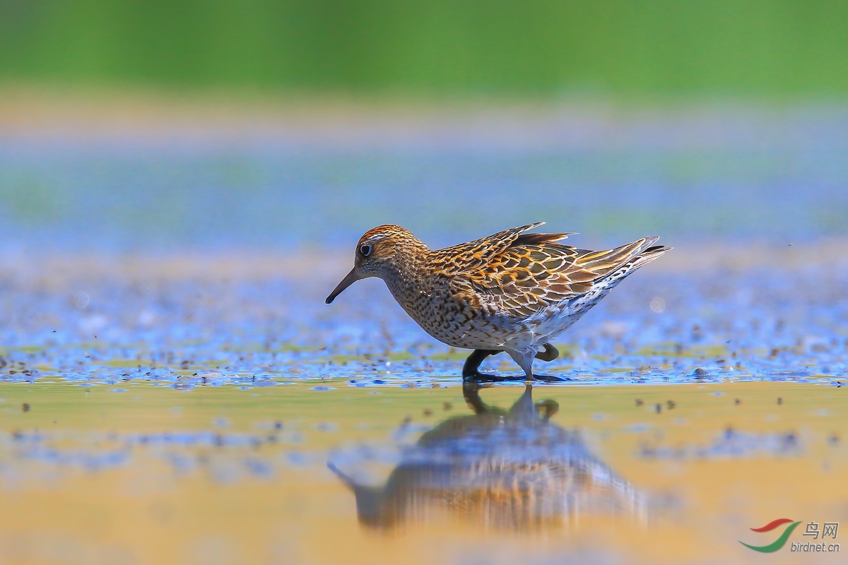 ��β����