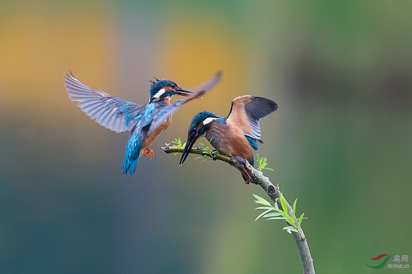 XCG_1327 - ����.jpg