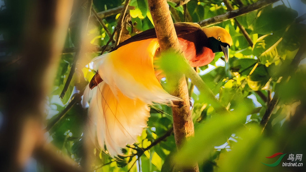 印尼天堂鸟之旅之一