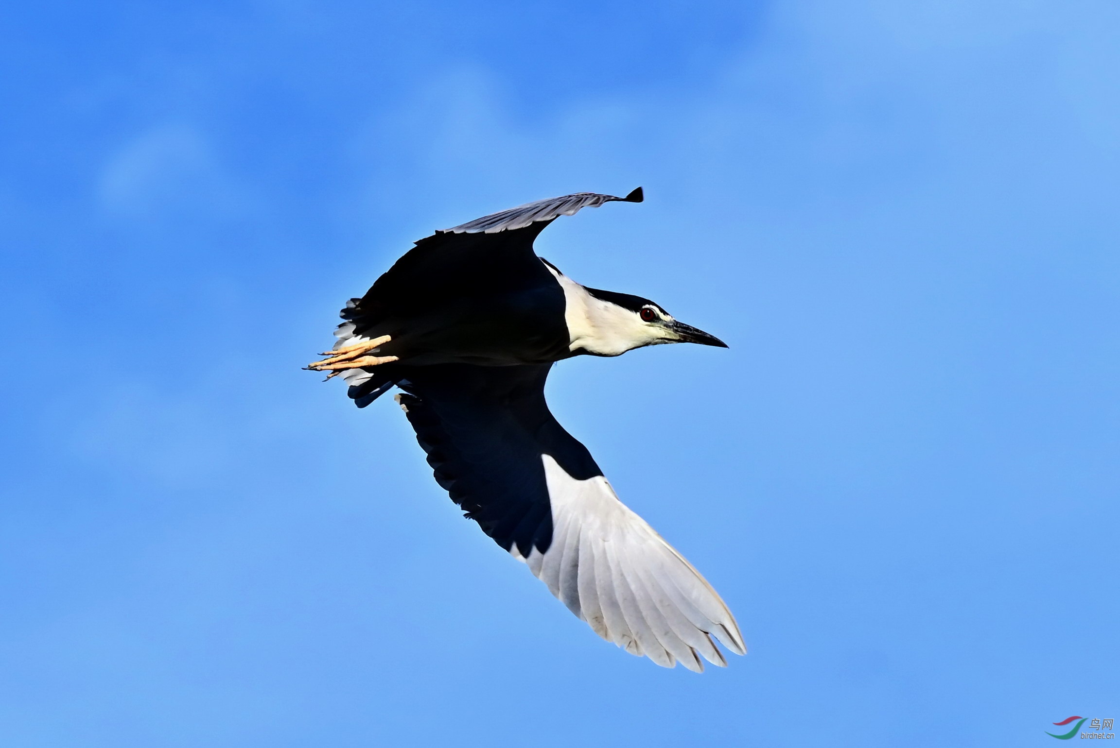DSC_6719z.jpg