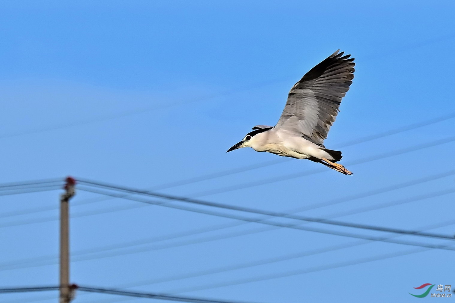 DSC_6749z.jpg