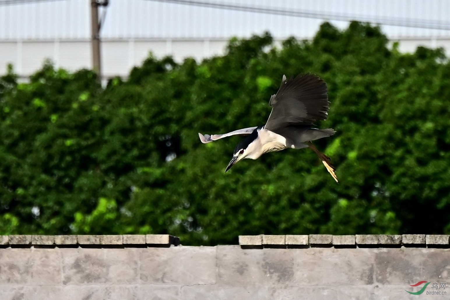 DSC_6761z.jpg