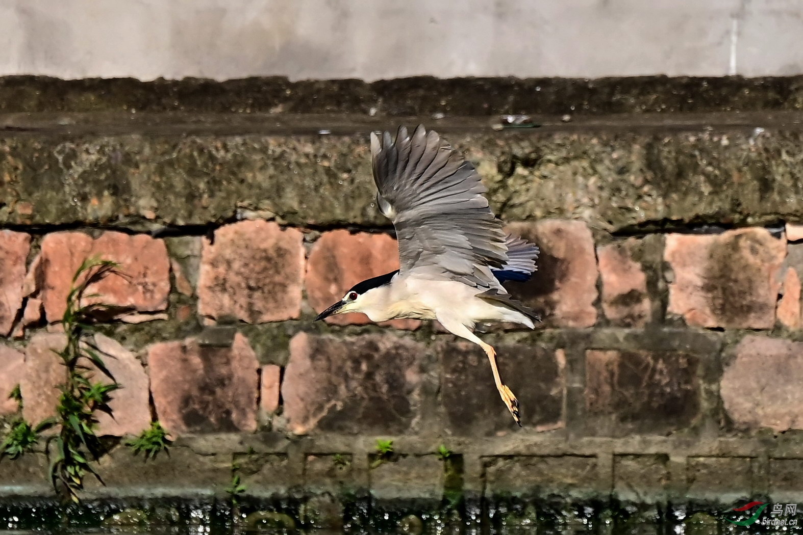 DSC_6765z.jpg