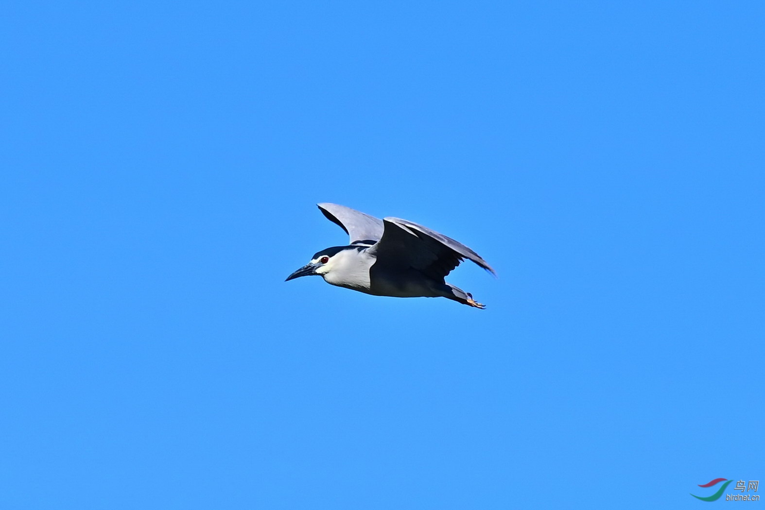 DSC_6816z.jpg