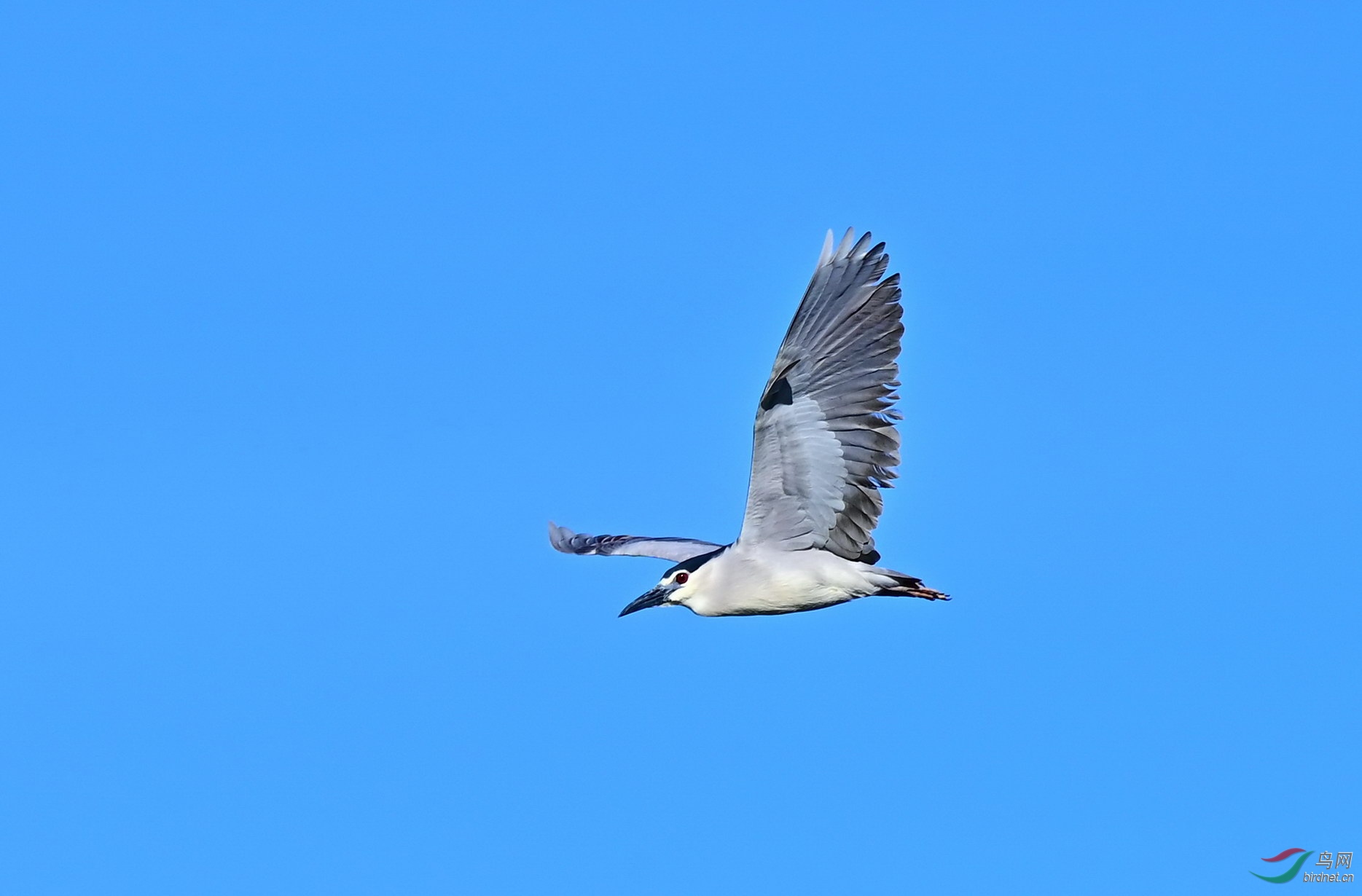 DSC_6819z.jpg