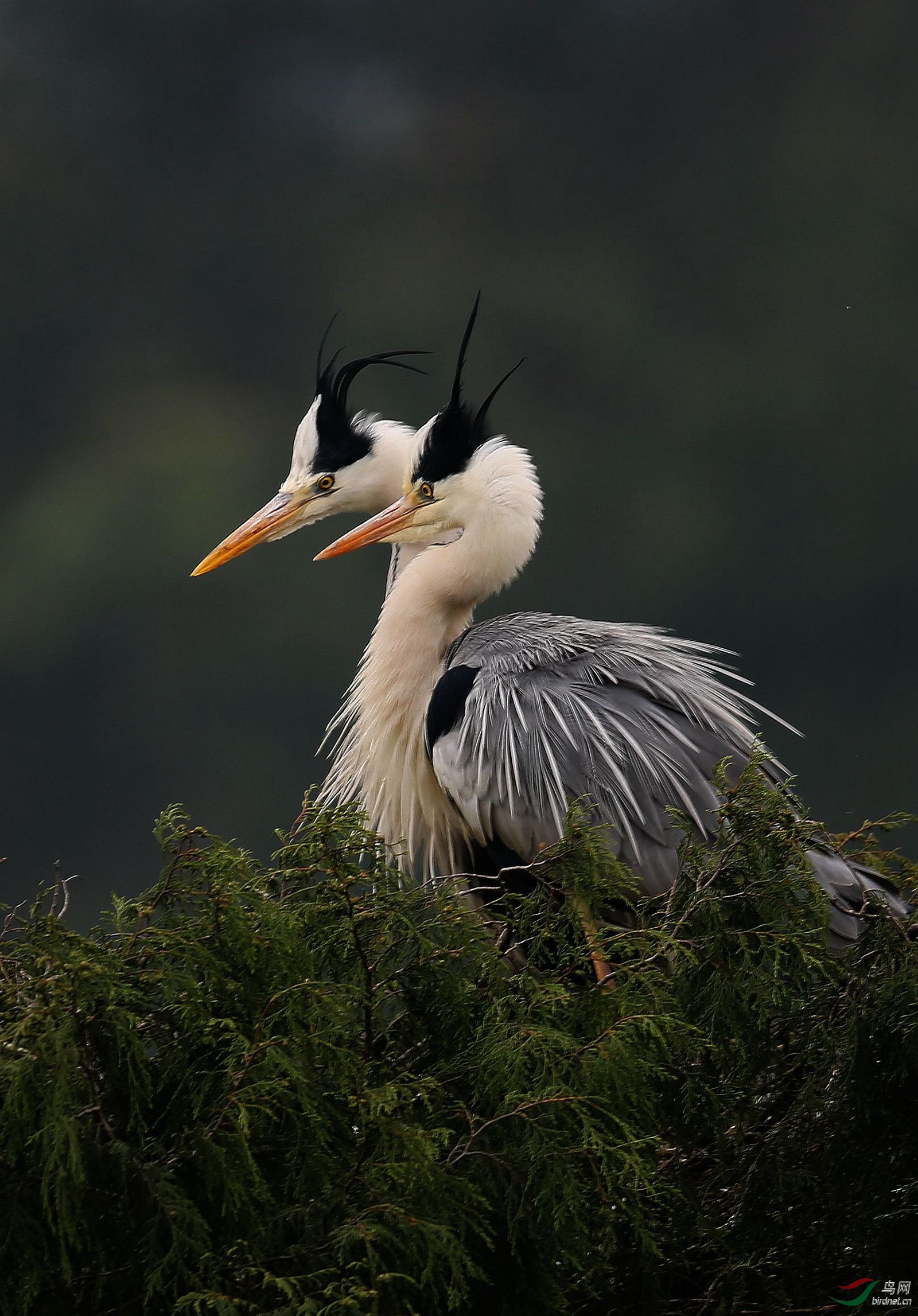 �����ֵ�