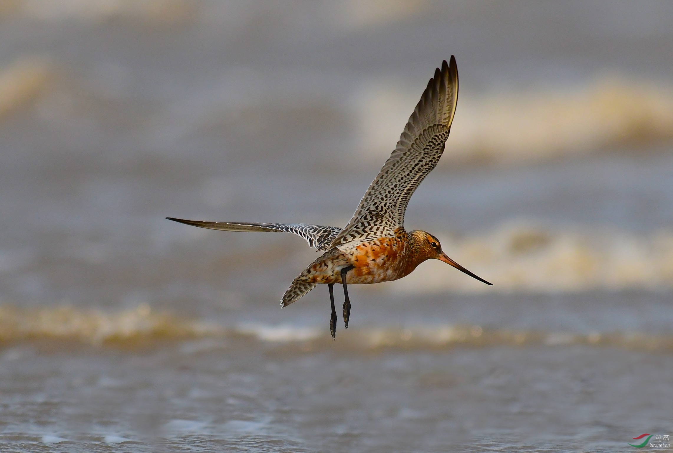 水鸟斑尾塍鹬海上飞