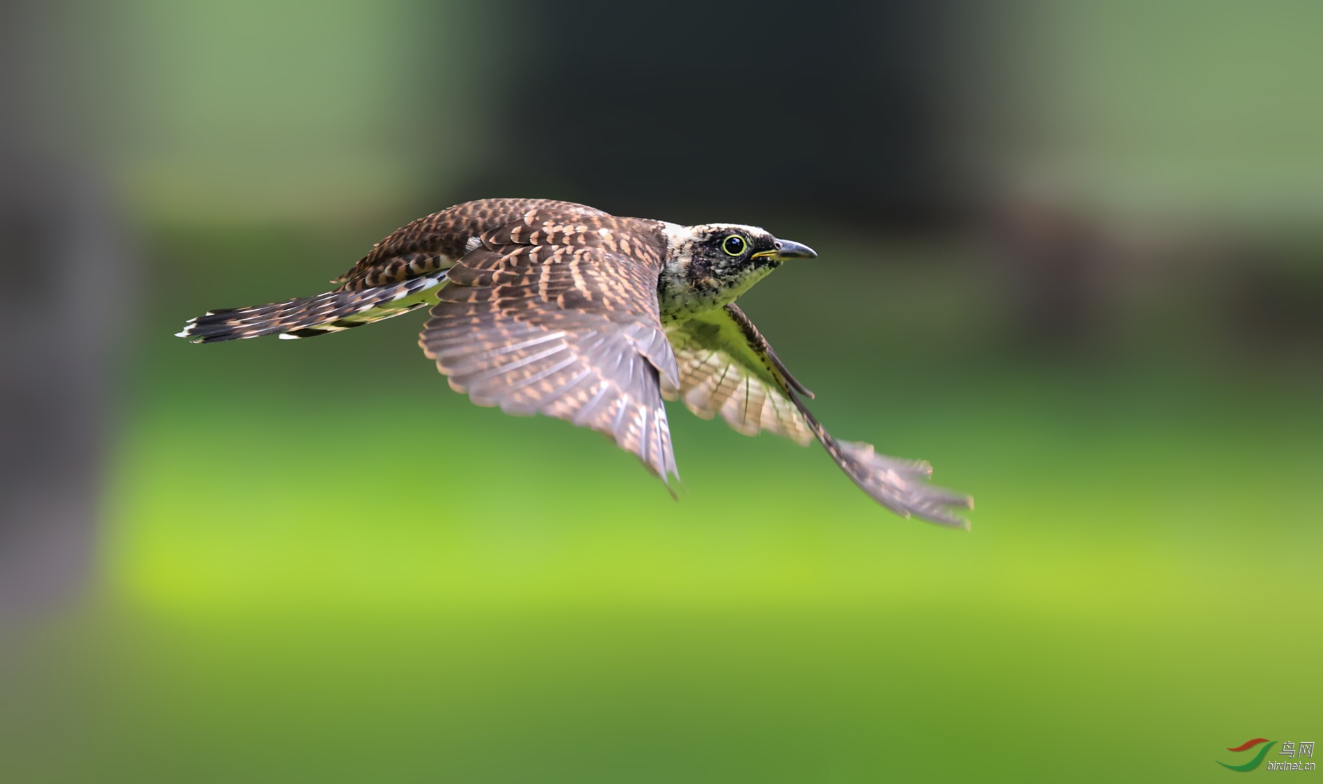 杜鹃幼崽学飞翔