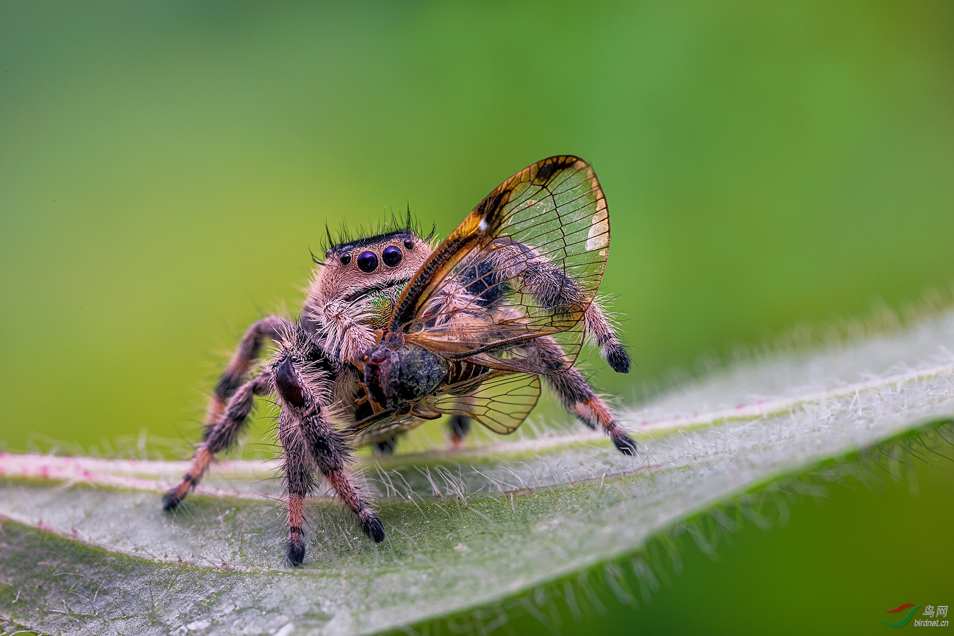 梦想中的翅膀贺获首页精华