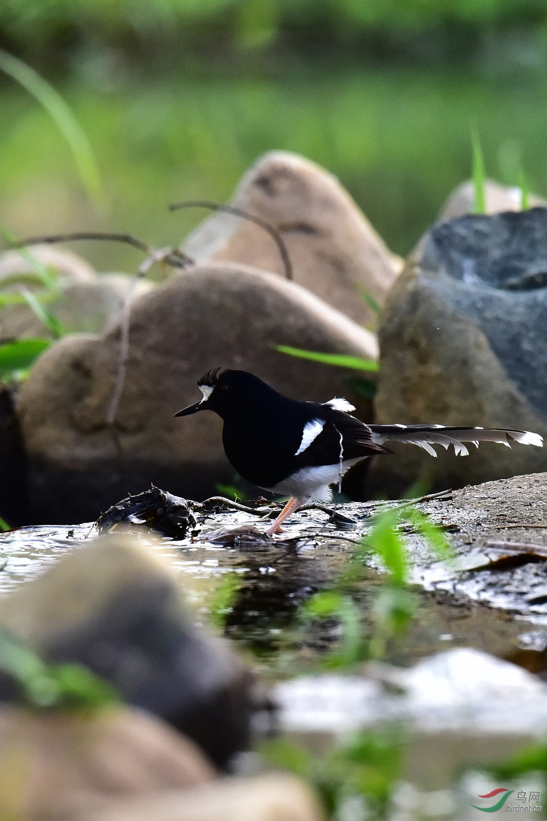 DSC_0966.JPG