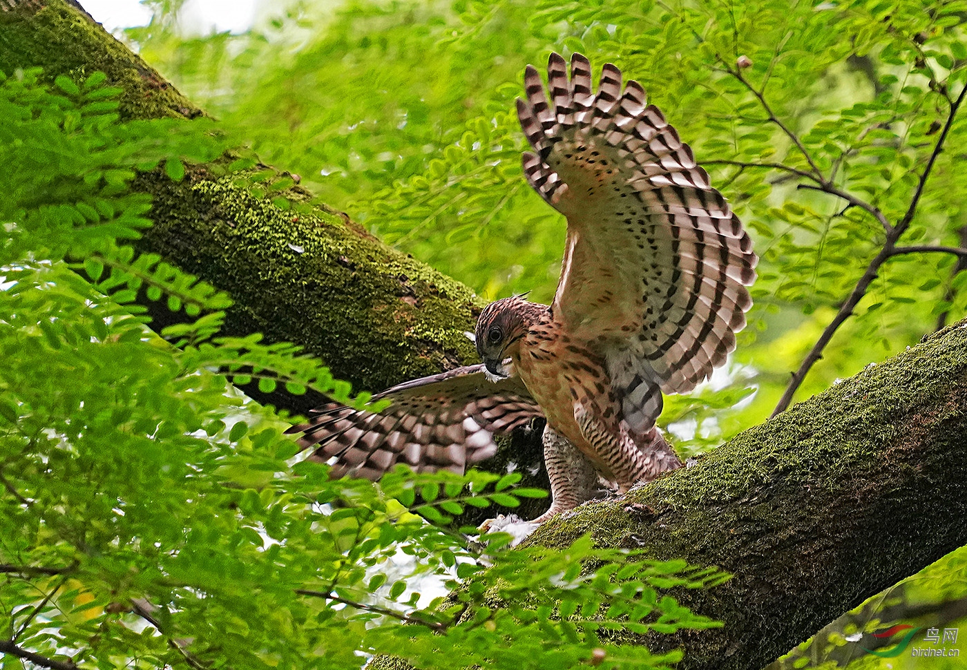 幼鷹展翅,鳳頭鷹.