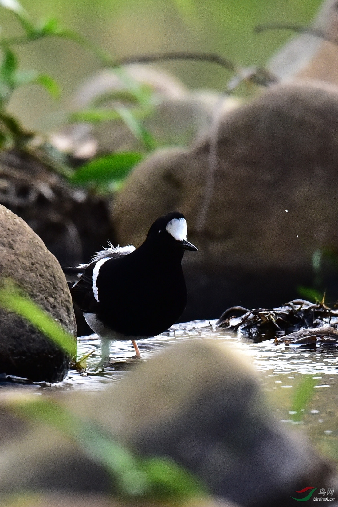DSC_0969.JPG