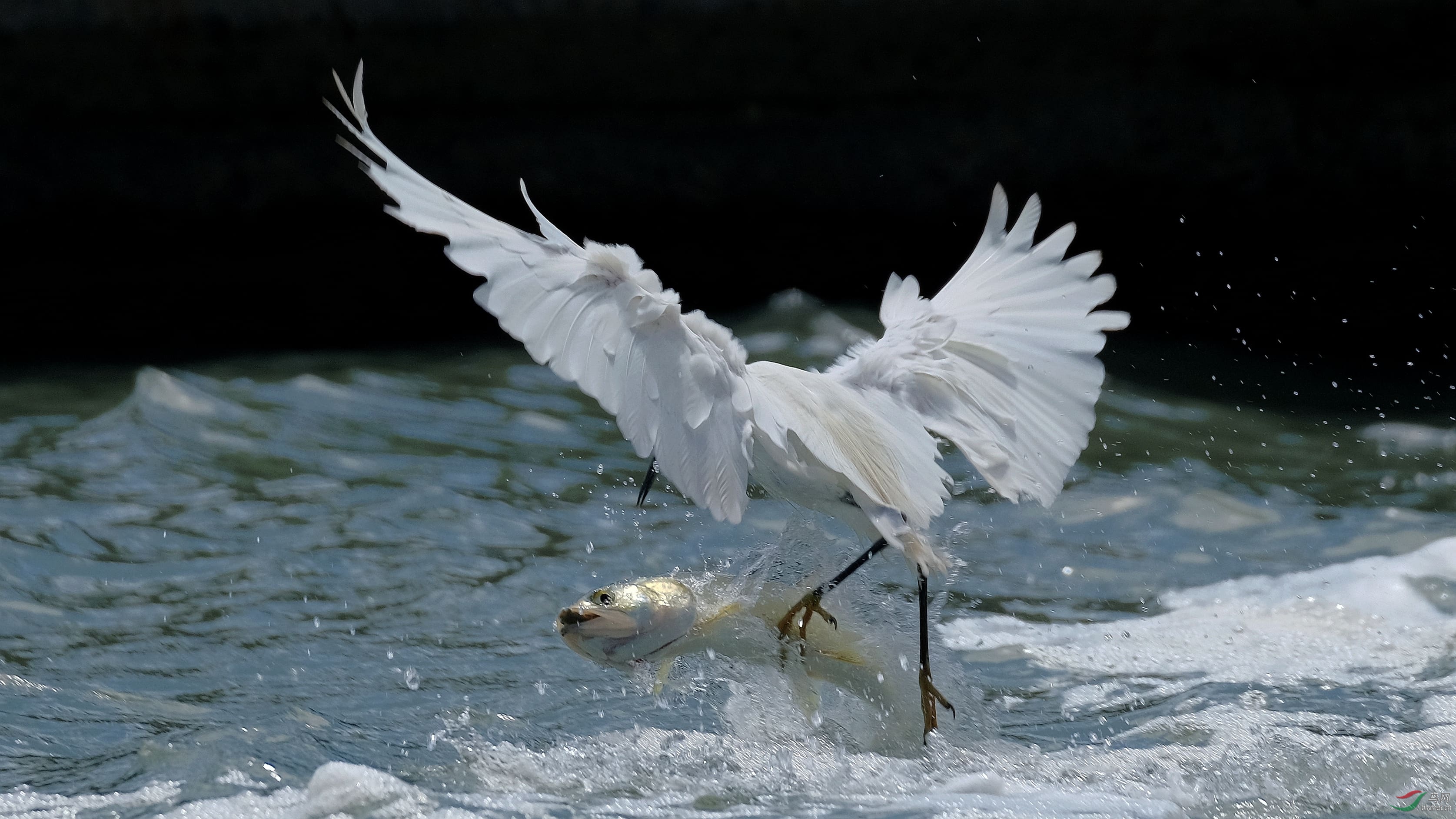 与鱼共舞恭贺老师作品荣获每日佳作
