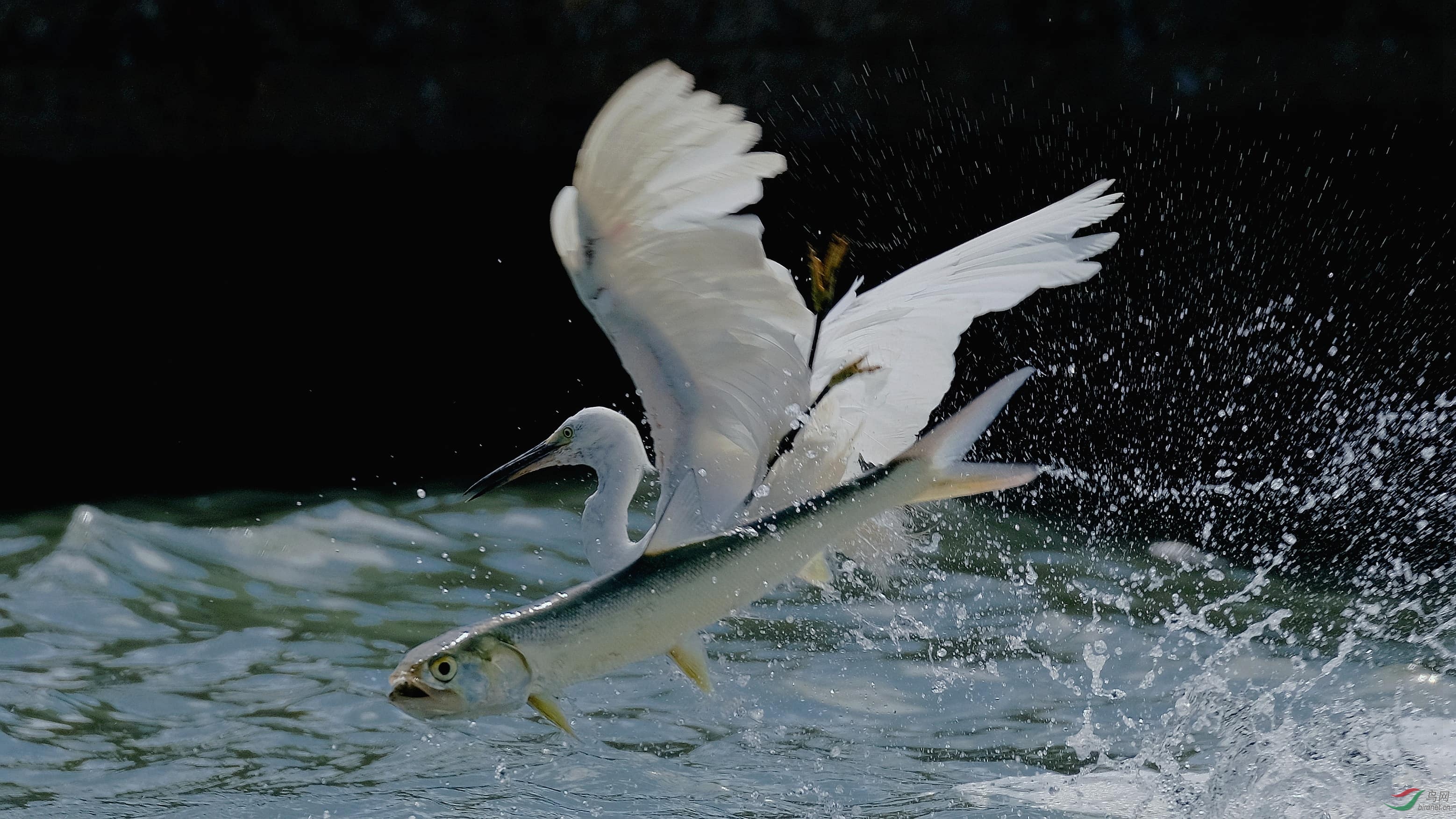 与鱼共舞恭贺老师作品荣获每日佳作